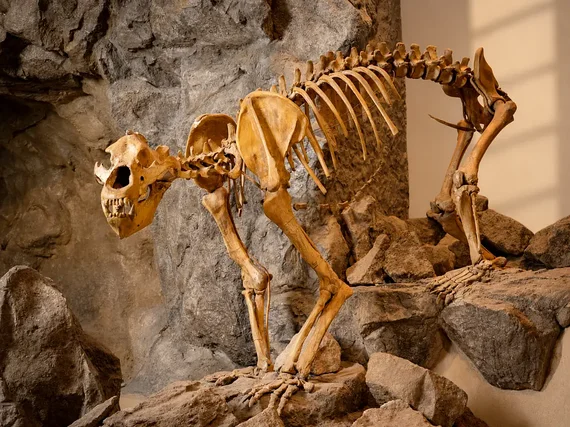 © KBB "Das Landesmuseum und seine Sammlungen“ im Leinner-Haus